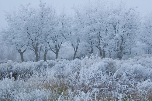 trees winter ice nature washington frost