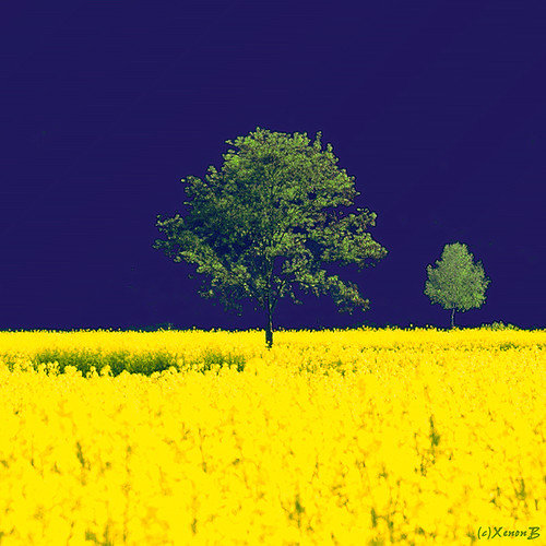 blue tree yellow geotagged rape gelb raps xenonb baum canolafield superaplus aplusphoto geo:lat=51518651 geo:lon=9587116