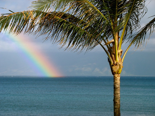 Maui rainbow with Palm Tree