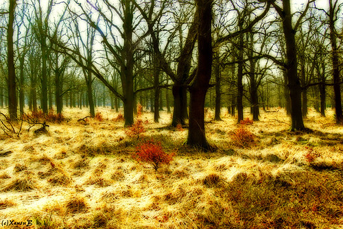 wood trees forest germany geotagged oak wald bäume xenonb orton reinhardswald eichen geo:lat=51508602 geo:lon=9547087