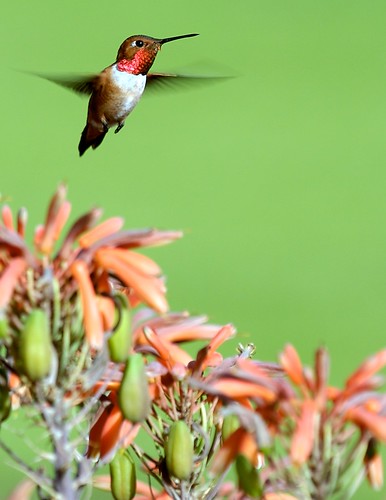 Hummingbird the Green