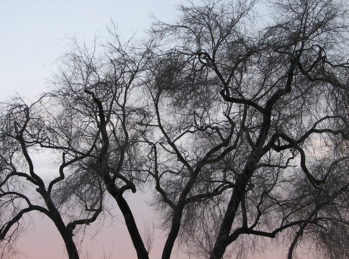 sunset sky tree dark branch archive sumi outtake