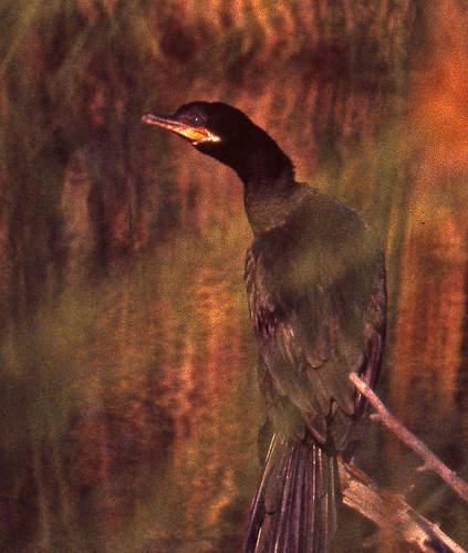 bird cormorant 1995 nm seabird neotropiccormorant phalacrocorax phalacrocoracidae olivaceouscormorant suliformes
