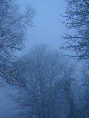 mist snow tree
