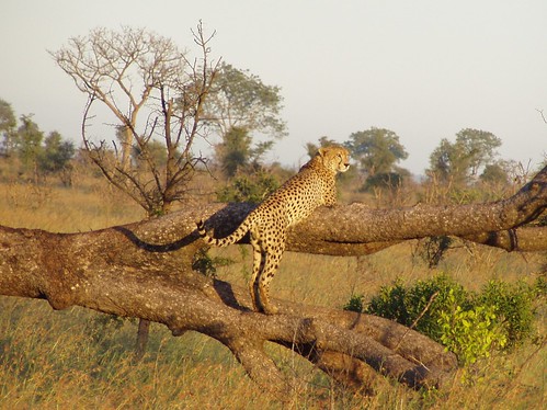 travel animal topv111 sunrise southafrica dawn wildlife cheetah animalplanet krugerpark
