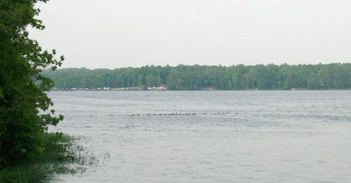 water alabama ducks lakejordan