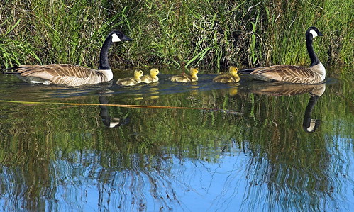 geese goose gosling sacramento canadagoose elkgrove califonia lagunacreek camdenpark camdenlake pjb1319pjb01