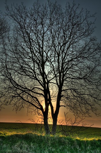 sunset test tree field 350d searchthebest arbre soe hdr contrejour bigfish hdrenfrancais