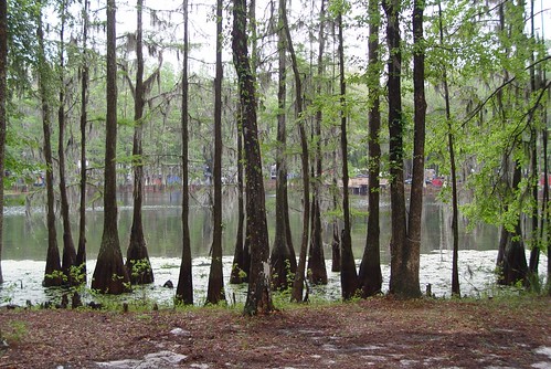 florida liveoak suwannee wanee