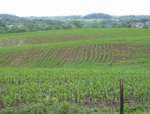 rain spring corn farm iowa