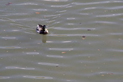 Duck in Prince's Island