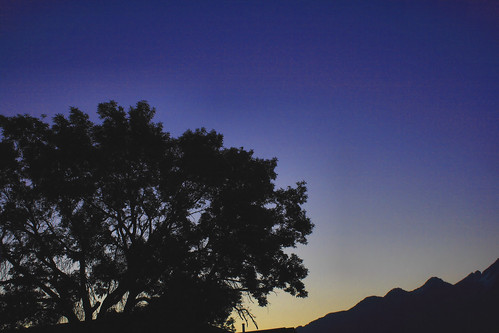 tree silhouette sunrise dawn twilight ©harleypebley