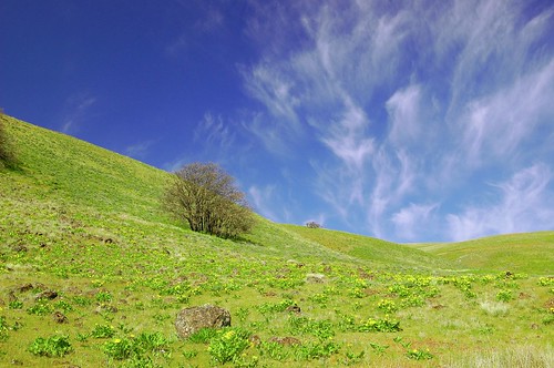 blue sky green landscape washington wildflowers columbiahillsnaturalareapreserve dallesmountainranch