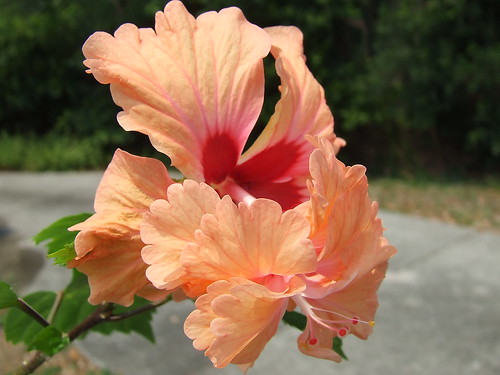 orange flower nature hibiscus finepix bloom s5200 fujifilm naturesfinest doublebloom