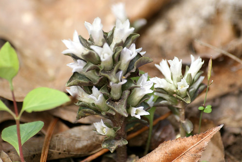 Pennywort, Obolaria virginiaca