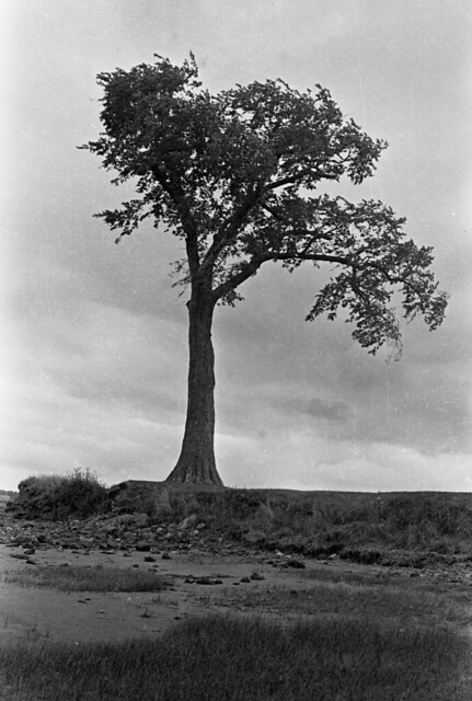 Elm tree at Horton Landing