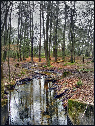 wood rio river germany landscape hessen paisaje bosque alemania fluss wald darmstadt hdr bois fleuve ouyea tomadaendarmstadt unaciudadenelbosque deutschsland