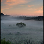 New Forest Mist