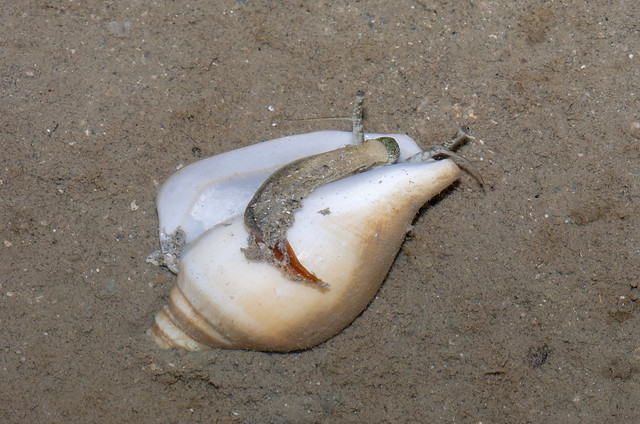 Gong-gong or Pearl conch (Strombus turturella)