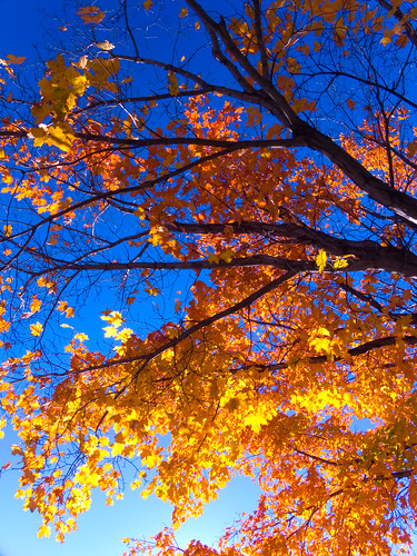 blue autumn sky ontario canada tree fall beautiful leaves yellow 1025fav wow spectacular leaf maple amazing cool ottawa polarizer zenith hoya naturesfinest cotcmostfavorited instantfave superbmasterpiece beyondexcellence cans2s colourlicious