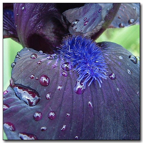iris flower macro garden spring moscow idaho raindrops waterdroplets springtime palouse anawesomeshot