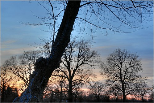 sky tree germany landscape sundown hamburg hdr earlyspring ammersbek