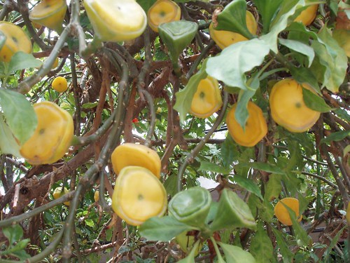 P3230097_custard-pie-tree-fruit