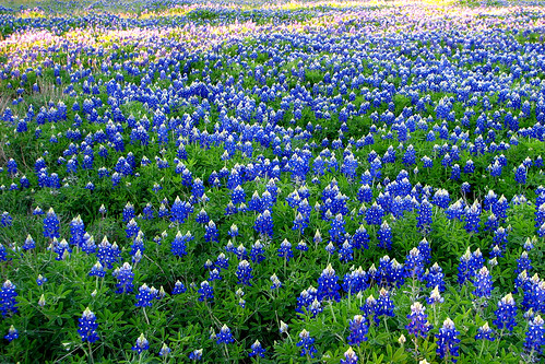 flowers texas bluebonnets diamondclassphotographer flickrdiamond