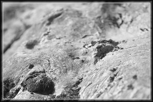 uk blackandwhite sunlight abstract texture nature rock closeup landscape scotland miniature dof perthshire glen depthoffield erosion geology bonsailandscape