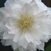 Photo: Clematis 'Belle of Woking'