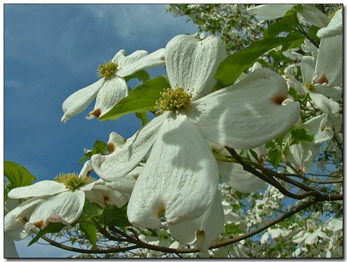macro spring blossoms bluesky idaho dogwood springtime lewiston snakerivervalley