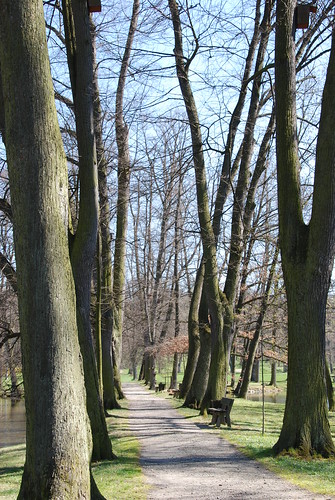 park tree way path