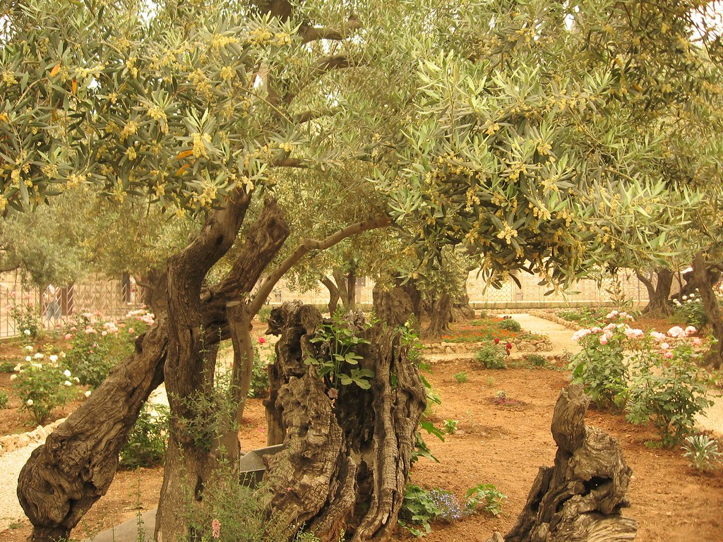 gethsemane garden photo