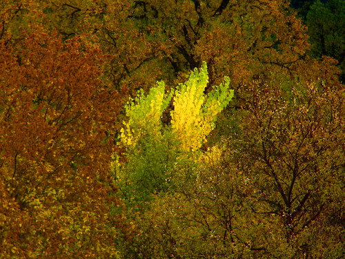 autumn color trees lumix 2004 view california longviewroad countyoflake