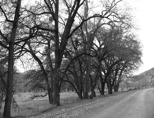 blackandwhite bw autumn trees lumix 2004 view california road longviewroad ranch sky countyoflake