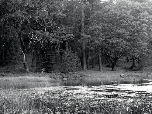 view lettslake blackandwhite lake trees water