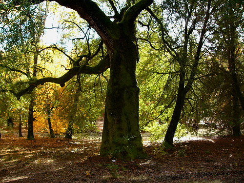 autumn trees leaves view california