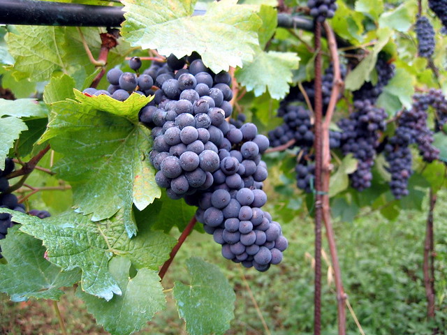 grape vine wine analysis
