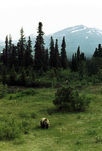alaska insidepassage yukon grizzly bears mountain geotagged geolat60093439 geolon136914368