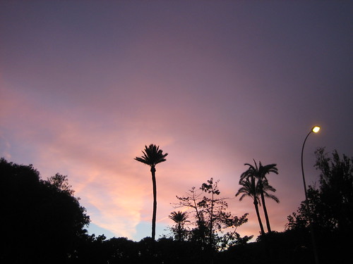 sunset sky tree night ilovenature atardecer sevilla spain poetry cloudy albaluminis palm cielo palmera lourouge gettyimagesspainq1