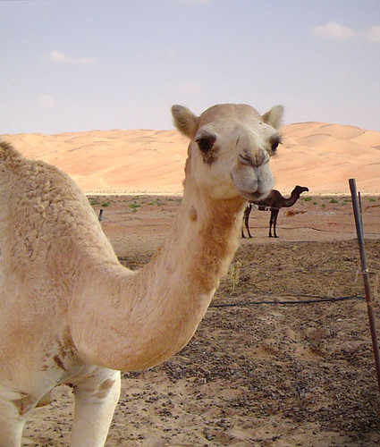 White Camel in Your Face