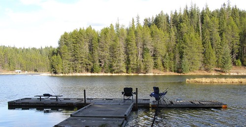 tree nature water creek fishing dock moose idaho catch environment