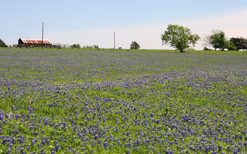 flowers field outdoors spring texas april wildflowers bluebonnets 2007 naturesfinest austincounty