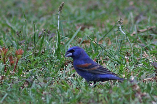 blue birds wildlife birdwatcher platinumphoto impressedbeauty avianexcellence
