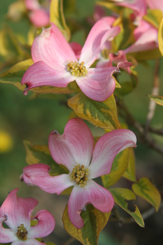 pink flower garden gardening cornus cornusfloridacherokeesunset