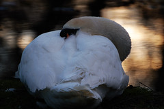 Resting swan