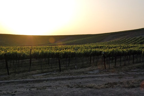 sunset vineyard centralcoast