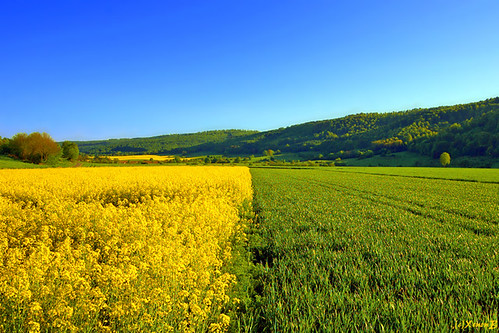 blue sky green yellow landscape geotagged rape gelb fields grün blau landschaft raps xenonb canolafield blueribbonwinner anawesomeshot geo:lat=51519626 geo:lon=9589434