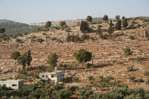 homes, trees and a settlement