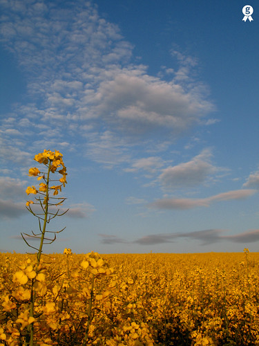 boston uk gb unitedkingdom greatbritain england lincolnshire lincs rapeseed field yellow summer nature clouds sky getty gettyimages crop crops sun farm farming agriculture europe britain vivid colour rural countryside country landscape